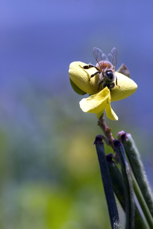 Bee on the Pea.jpg :: ©2010 LKG Photography