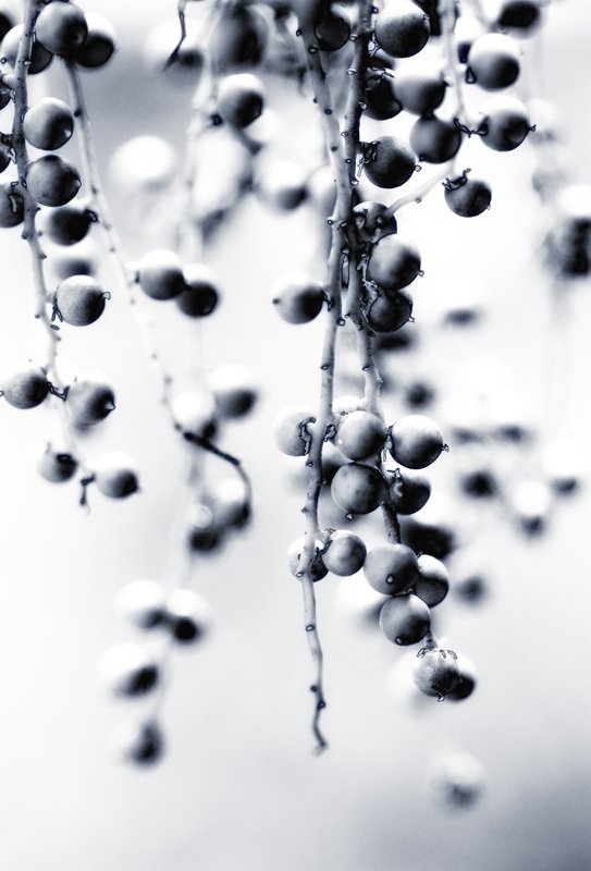 Berries in Black and White.jpg :: Don't eat the berries!
