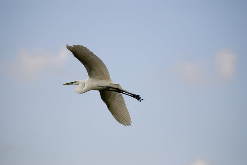 Bird in Flight.jpg :: Stock images are available for download at $3.00 each (plus .50 PayPal fee) and are transferred at full resolution and are Royalty and Copyright free and can be used in commercial work.