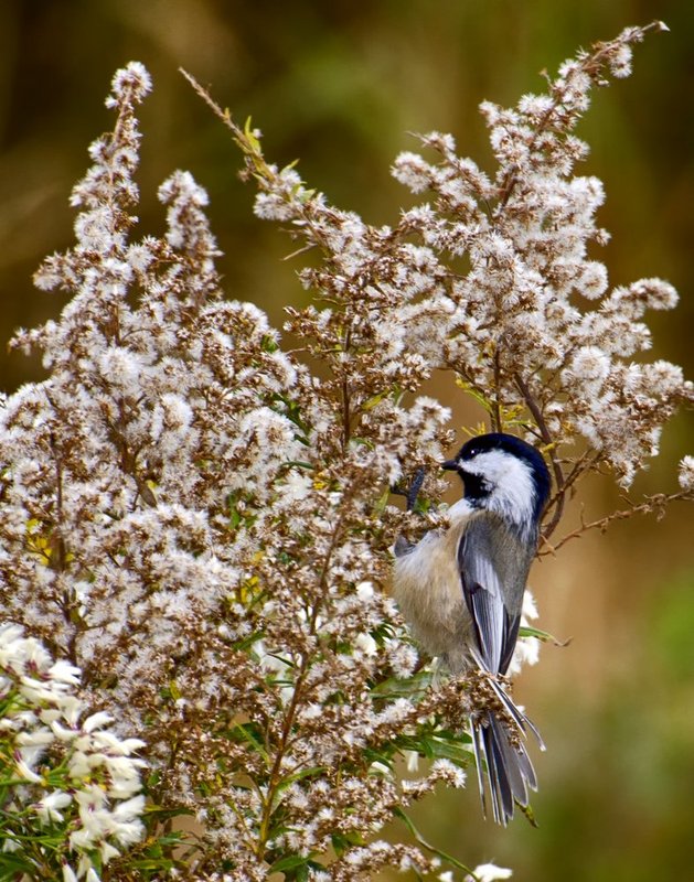 Black Capped Chickadee.jpg :: ©2013 LKG Photography
