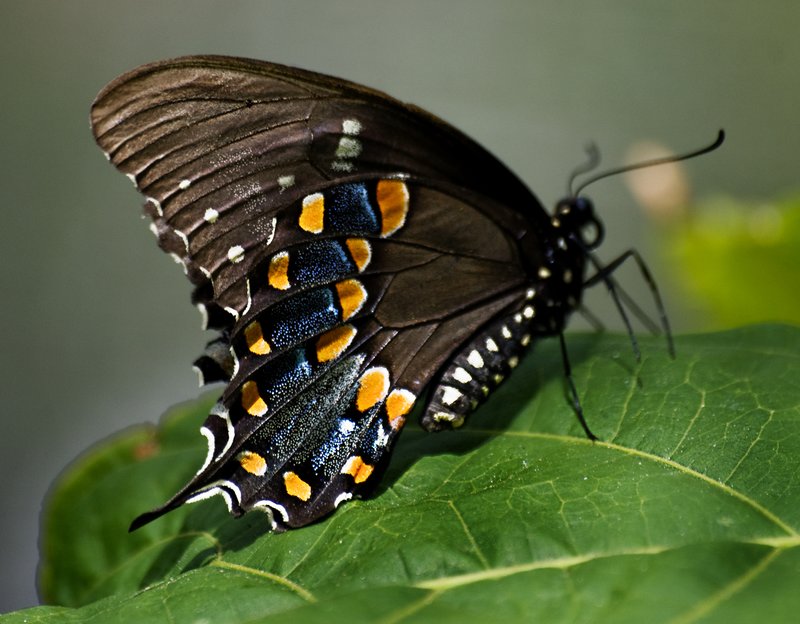 Black Swallowtail Butterfly.jpg :: Stock images are available for download at $3.00 each (plus .50 PayPal fee) and are transferred at full resolution and are Royalty and Copyright free and can be used in commercial work.
