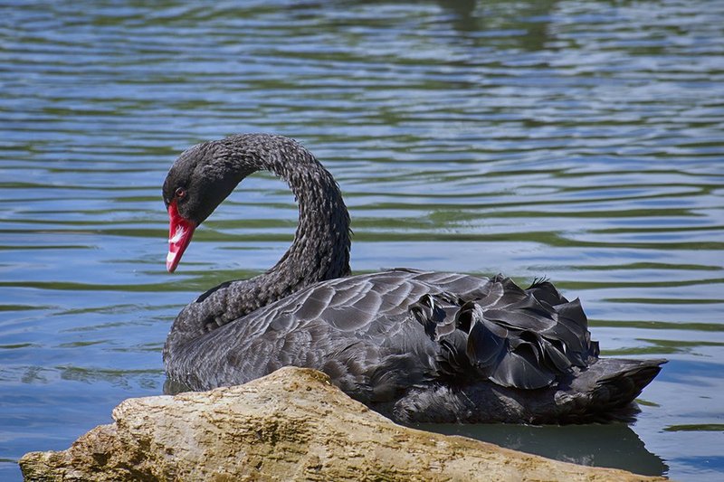 Black Swan.jpg :: ©2013 LKG Photography