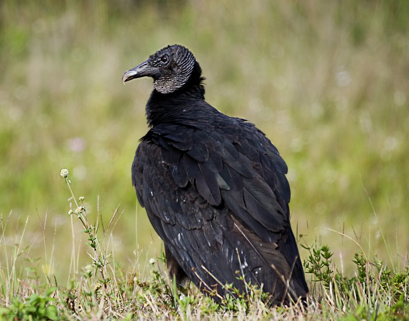 Black Vulture.jpg :: Stock images are available for download at $3.00 each (plus .50 PayPal fee) and are transferred at full resolution and are Royalty and Copyright free and can be used in commercial work.