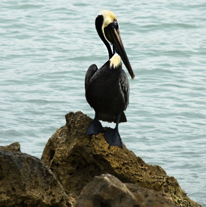 Blonde Pelican on Rock.jpg :: Stock images are available for download at $3.00 each (plus .50 PayPal fee) and are transferred at full resolution and are Royalty and Copyright free and can be used in commercial work.