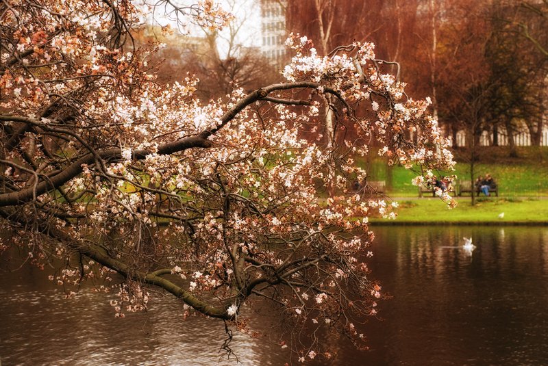 Blossom.jpg :: ©2010 LKG Photography