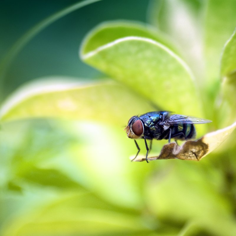 Blue Fly.jpg :: Stock images are available for download at $3.00 each (plus .50 PayPal fee) and are transferred at full resolution and are Royalty and Copyright free and can be used in commercial work.