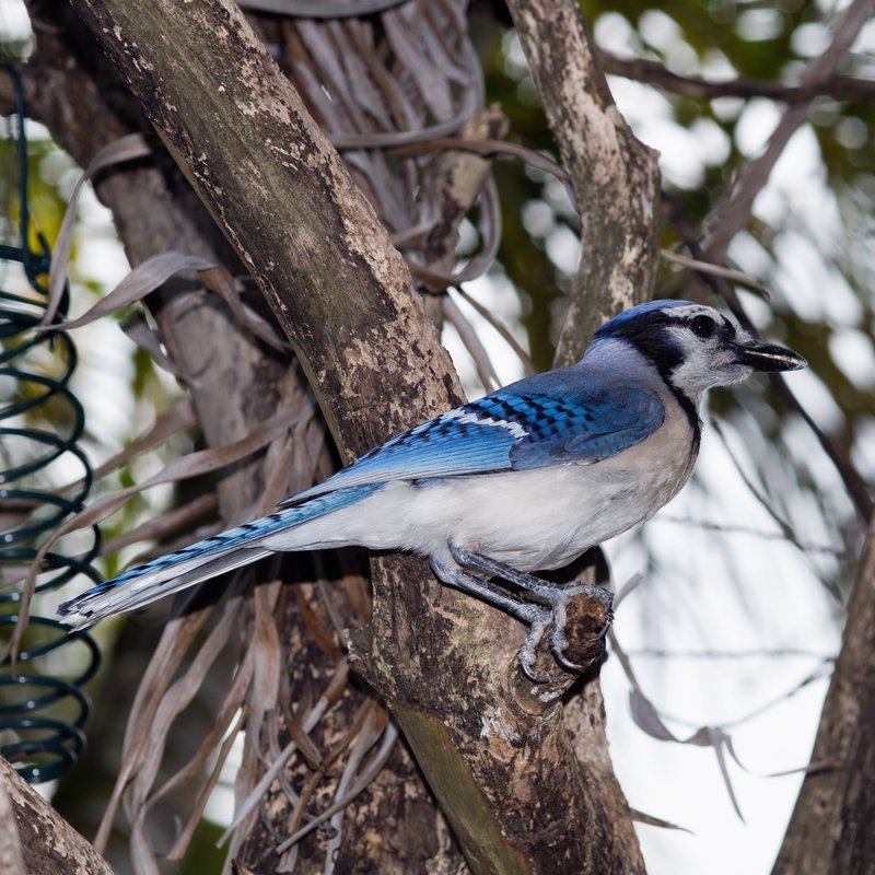 Blue Jay on Branch.jpg :: ©2010 LKG Photography