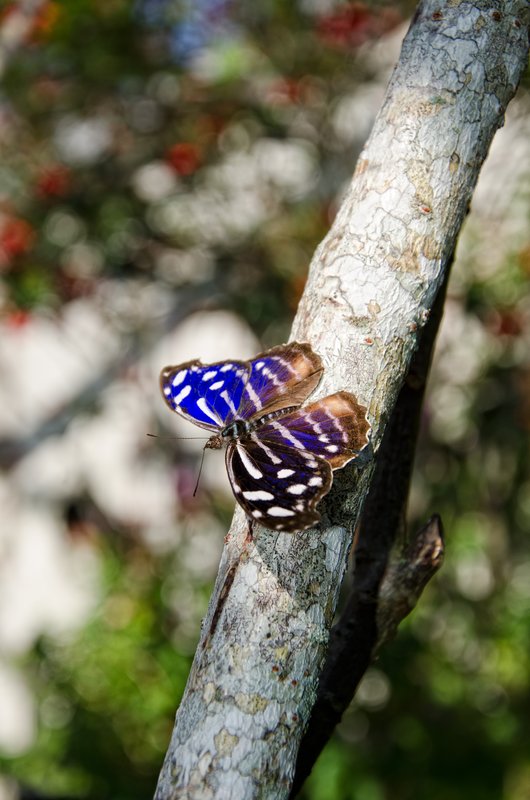 Blue Wave Butterfly.jpg :: The Blue Wave Butterfly © 2012 LKG Photography