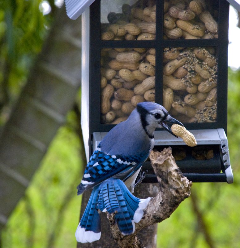 BlueJay with Peanut.jpg :: Stock images are available for download at $3.00 each (plus .50 PayPal fee) and are transferred at full resolution and are Royalty and Copyright free and can be used in commercial work.