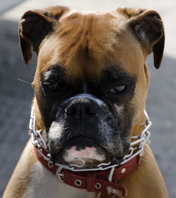 Boxer Portrait.jpg :: Boxer portrait