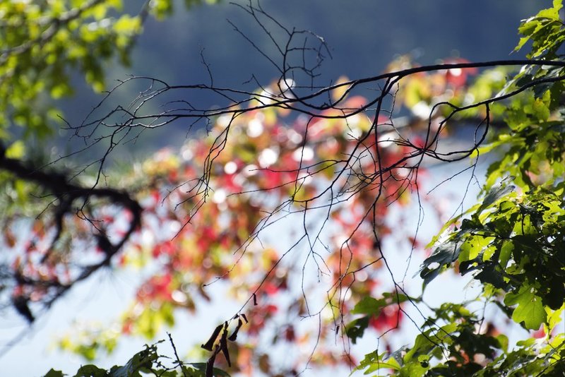 Branches Over Bokeh.jpg :: ©2012 LKG Photography