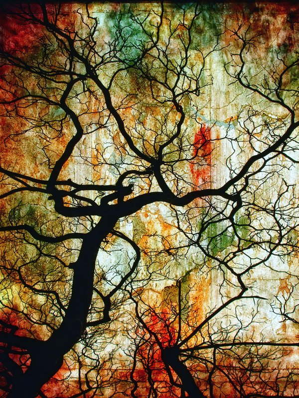 Branches.jpg :: ©2010 LKG Photography