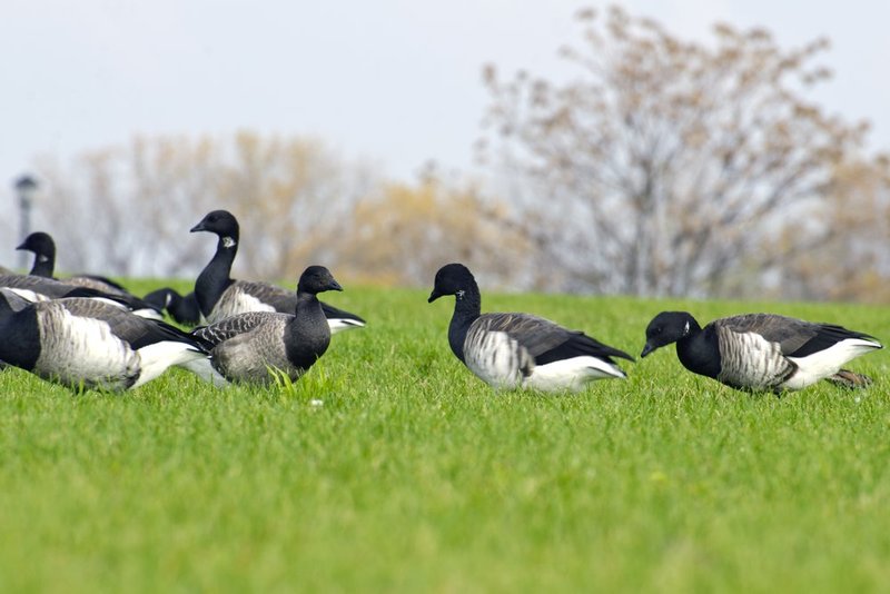 Brant Geese 1.jpg :: ©2013 LKG Photography