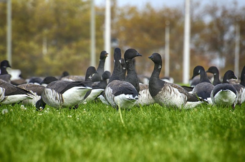 Brant Geese 2.jpg :: ©2013 LKG Photography