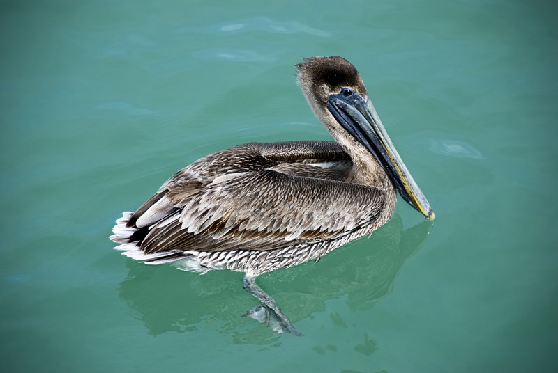 Brown Pelican.jpg :: Stock images are available for download at $3.00 each (plus .50 PayPal fee) and are transferred at full resolution and are Royalty and Copyright free and can be used in commercial work.