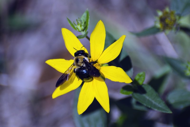 Bumblebee on Yellow Flower.jpg :: ©2012 LKG Photography