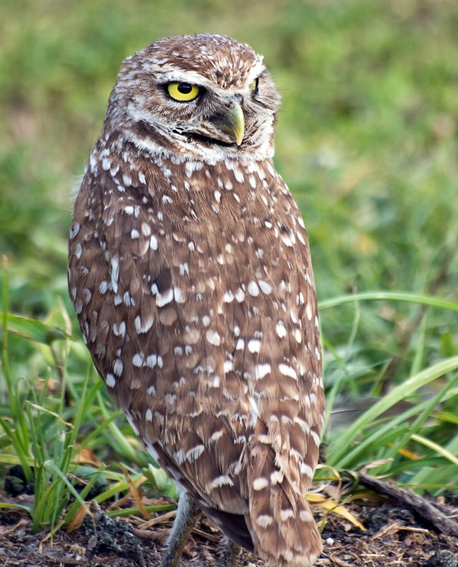 Burrowing Owl.jpg :: Stock images are available for download at $3.00 each (plus .50 PayPal fee) and are transferred at full resolution and are Royalty and Copyright free and can be used in commercial work.