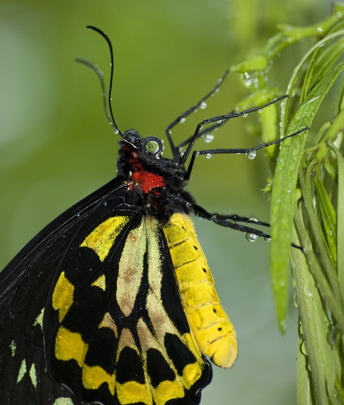 Butterfly Raindrops.jpg :: Australian Cairns Butterfly after a rainfall.