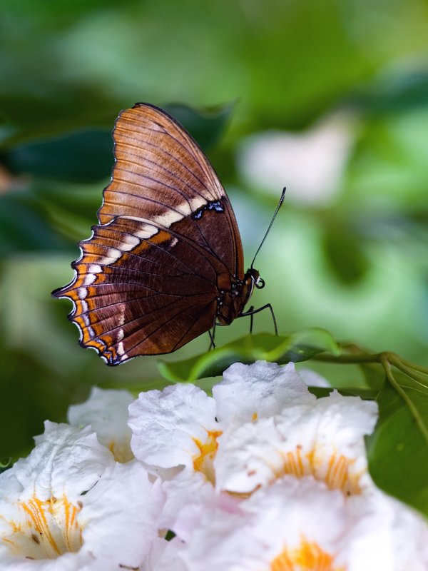 Butterfly with Bokeh Heart.jpg :: ©2010 LKG Photography