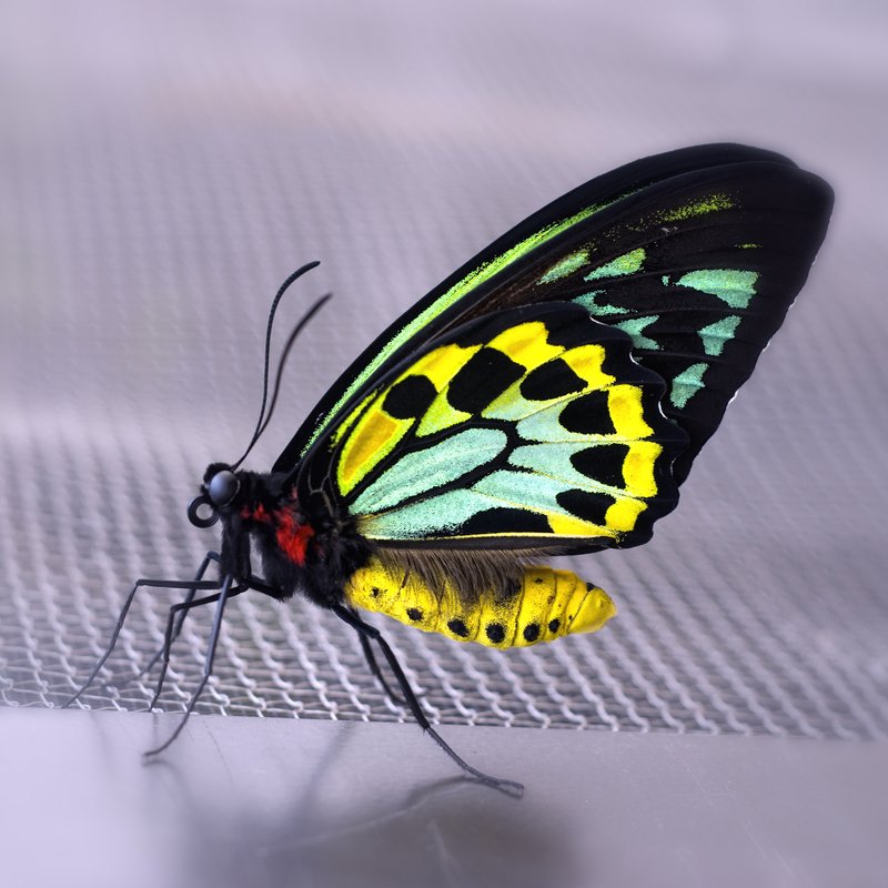 Cairns Birdwing.jpg :: Australia's largest butterflly poses for the camera.

©2010 LKG Photography