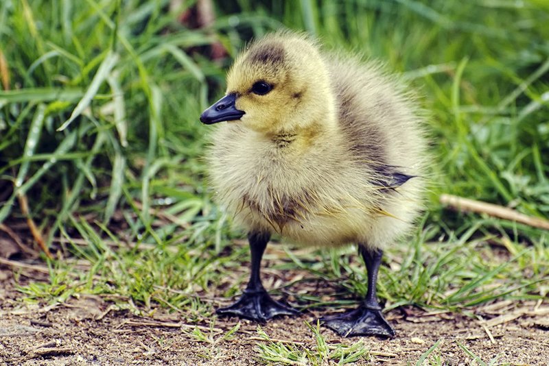 Canada Gosling.jpg :: ©2013 LKG Photography