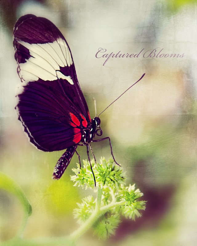 Captured Blooms.jpg :: ©2012 LKG Photography