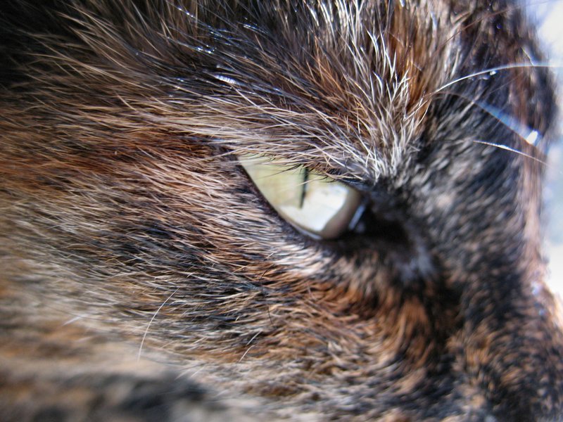 Cat Eye.jpg :: Closeup of a cat eye