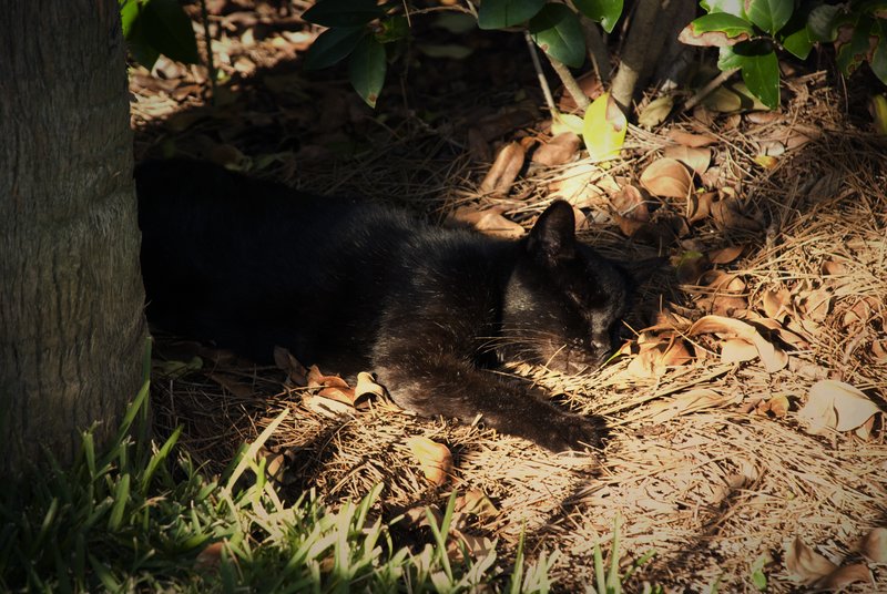 Cat Napping.jpg :: ©2010 www.lkgphoto.com