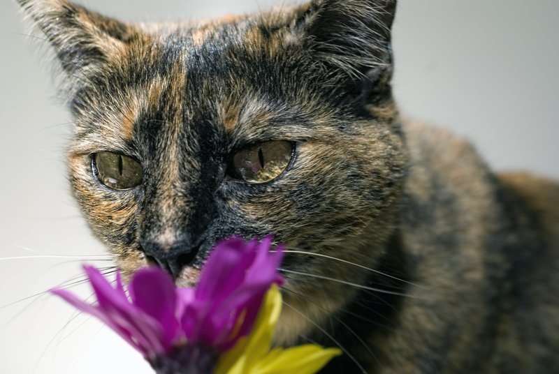 Cat Smelling Flowers.jpg :: Stock images are available for download at $3.00 each (plus .50 PayPal fee) and are transferred at full resolution and are Royalty and Copyright free and can be used in commercial work.