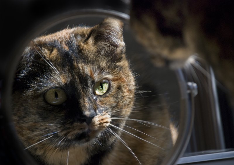 Cat in Mirror.jpg :: Stock images are available for download at $3.00 each (plus .50 PayPal fee) and are transferred at full resolution and are Royalty and Copyright free and can be used in commercial work.