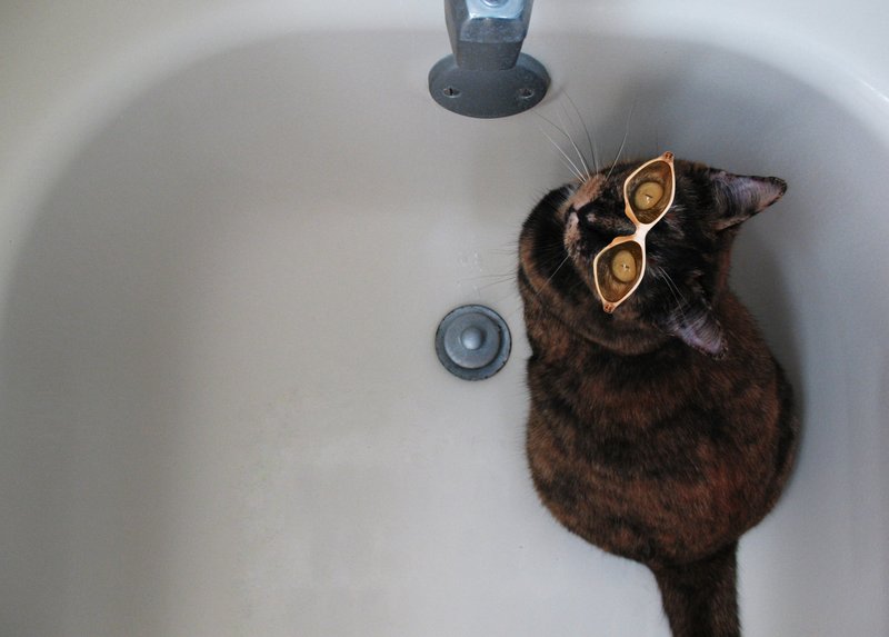 Cat with Glasses.jpg :: Cat with glasses ready for a bath