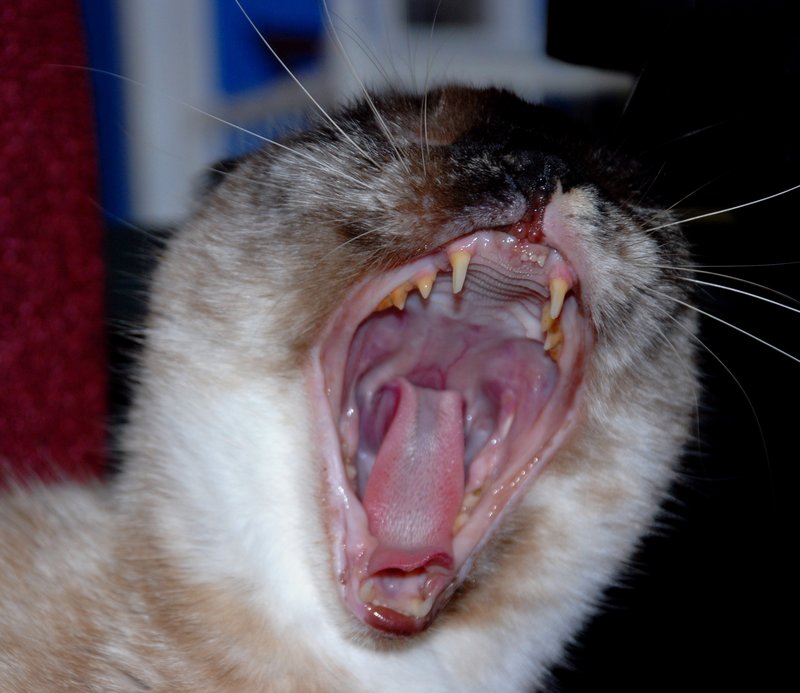 Cat with bad Teeth.jpg :: Stock images are available for download at $3.00 each (plus .50 PayPal fee) and are transferred at full resolution and are Royalty and Copyright free and can be used in commercial work.