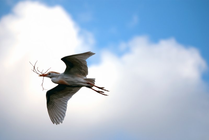 Cattle Egret.jpg :: ©www.lkgphoto.com