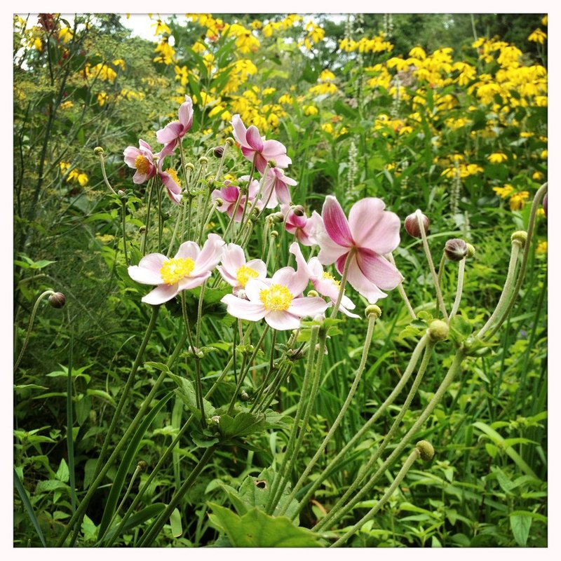 CentralParkPinks.jpg :: Taken with the iPhone 4s

©2013 www.lkgphoto.com