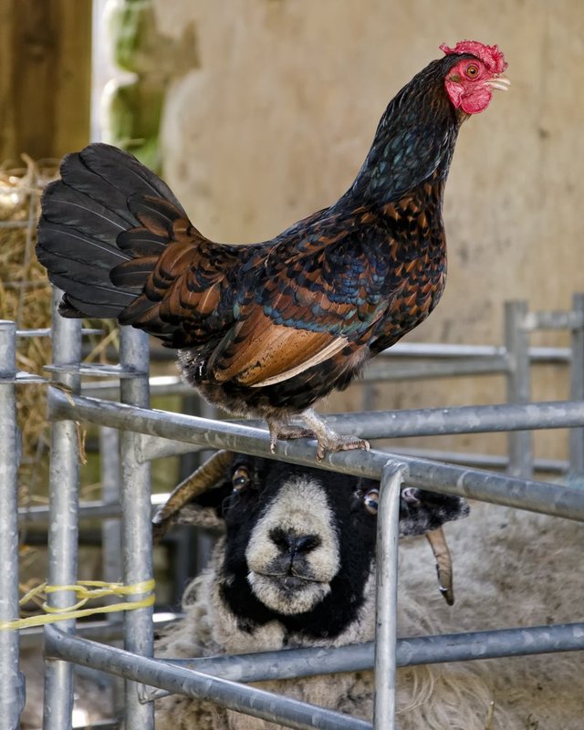 Chicken on Sheep Head.jpg :: Chicken stand over a Sheep at a farm in Derbyshire, UK 