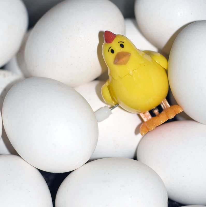 Chicken or the Egg.jpg :: Stock images are available for download at $3.00 each (plus .50 PayPal fee) and are transferred at full resolution and are Royalty and Copyright free and can be used in commercial work.