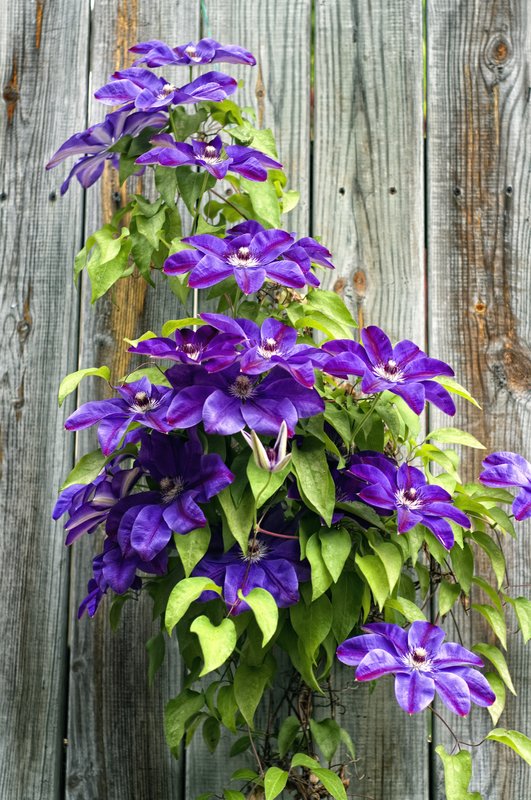 Climbing Purples.jpg