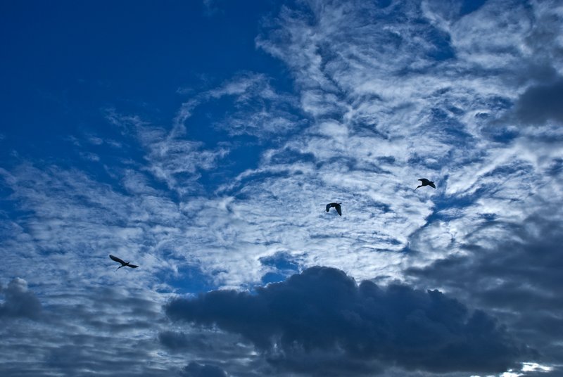 Clouds with Birds in Flight.jpg :: Stock images are available for download at $3.00 each (plus .50 PayPal fee) and are transferred at full resolution and are Royalty and Copyright free and can be used in commercial work.