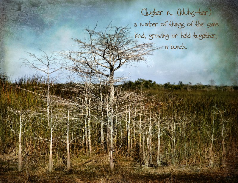 Cluster.jpg :: Dictionary of Image: Cluster

A cluster of trees huddled in the Everglades.