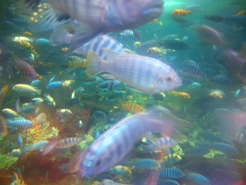 Colorful Fish.jpg :: Stock images are available for download at $3.00 each (plus .50 PayPal fee) and are transferred at full resolution and are Royalty and Copyright free and can be used in commercial work.