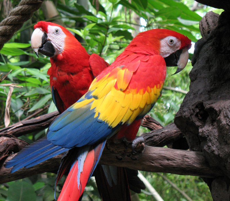 Colorful Parrots.jpg :: Stock images are available for download at $3.00 each (plus .50 PayPal fee) and are transferred at full resolution and are Royalty and Copyright free and can be used in commercial work.