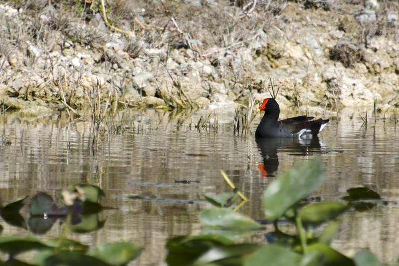 Common Gallinule.jpg :: ©2013 LKG Photography