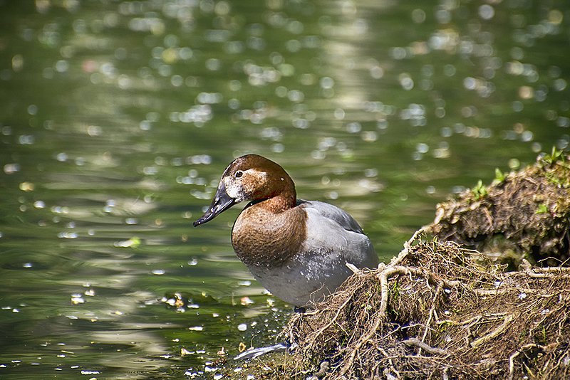 Common Pochard.jpg :: ©2013 LKG Photography