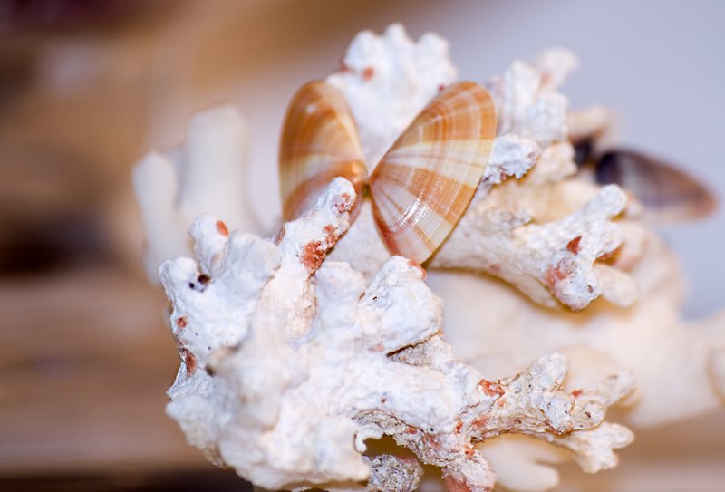 Coquina Shell on Coral.jpg :: Stock images are available for download at $3.00 each (plus .50 PayPal fee) and are transferred at full resolution and are Royalty and Copyright free and can be used in commercial work.