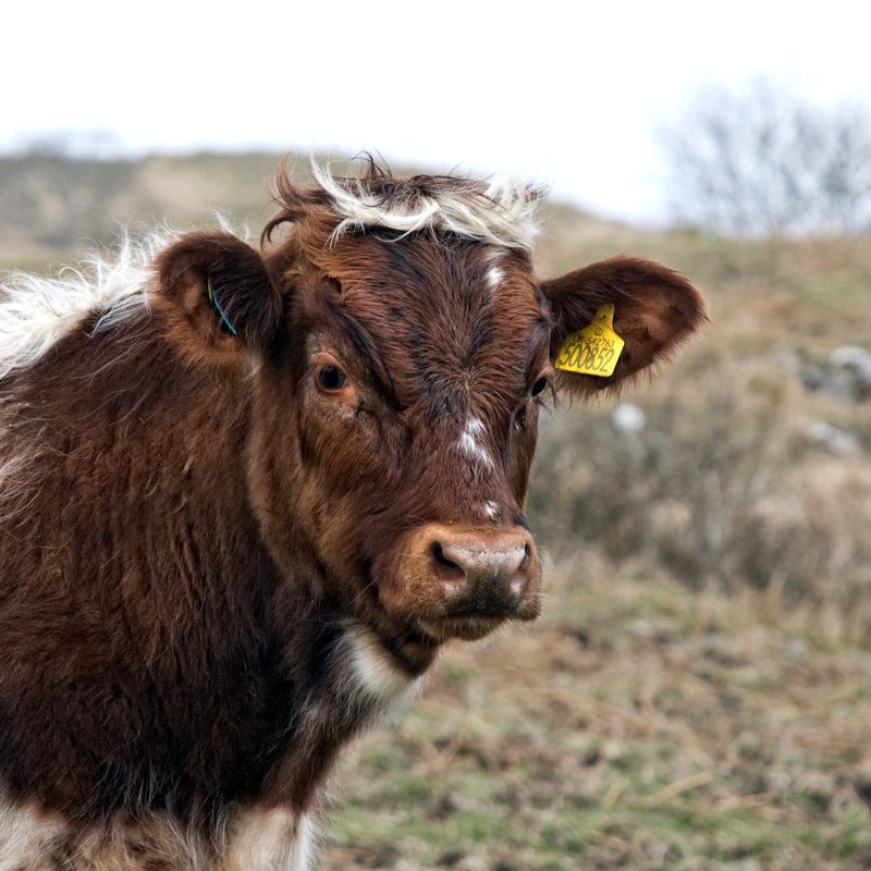 Cow Face 1.jpg :: ©2010 LKG Photography
