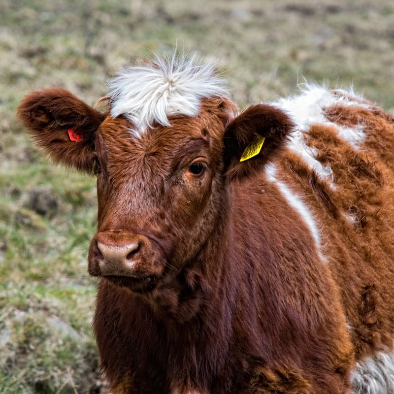 Cow Face 2.jpg :: ©2010 LKG Photography