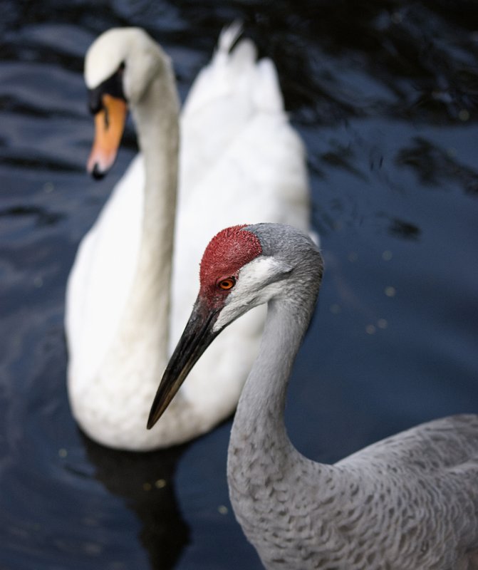Crane and Swan.jpg :: Stock images are available for download at $3.00 each (plus .50 PayPal fee) and are transferred at full resolution and are Royalty and Copyright free and can be used in commercial work.