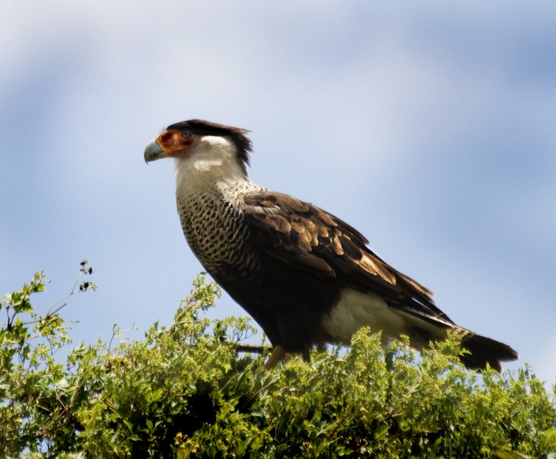 Crested Caracara Bird.jpg :: Stock images are available for download at $3.00 each (plus .50 PayPal fee) and are transferred at full resolution and are Royalty and Copyright free and can be used in commercial work.