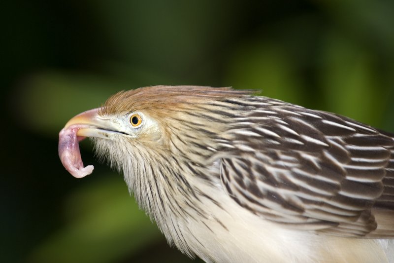 Cuckoo with Newborn Rat.jpg :: ©2010 LKG Photography