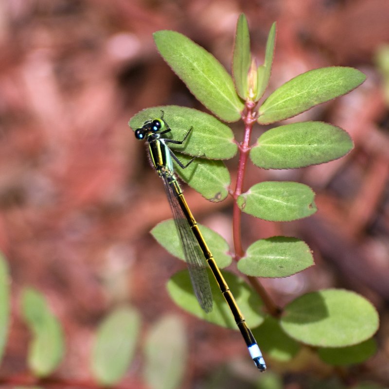 Damselfly On Leaf.jpg :: © LKG Photography